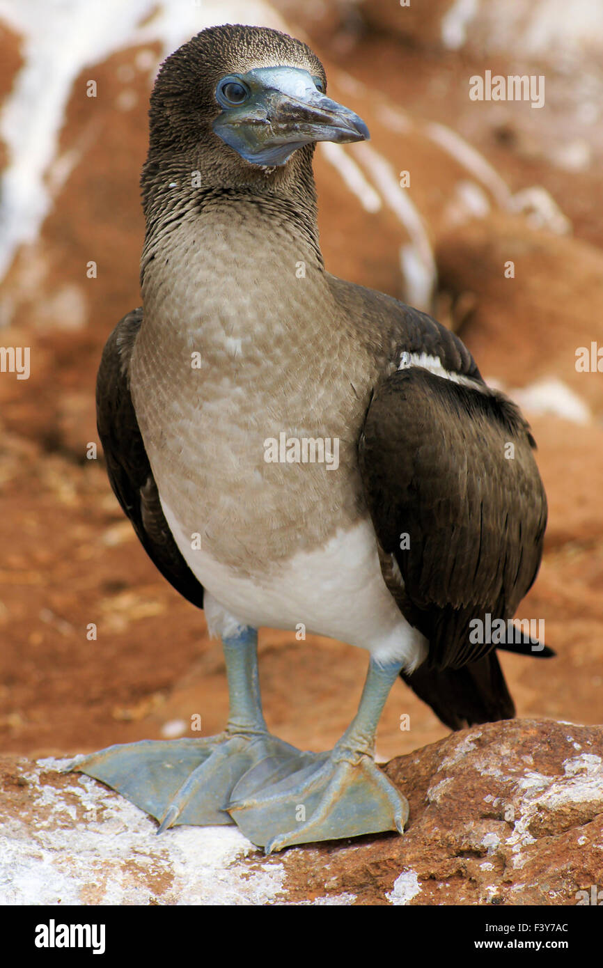 young blue-footed-boobie, Galapagos Stock Photo