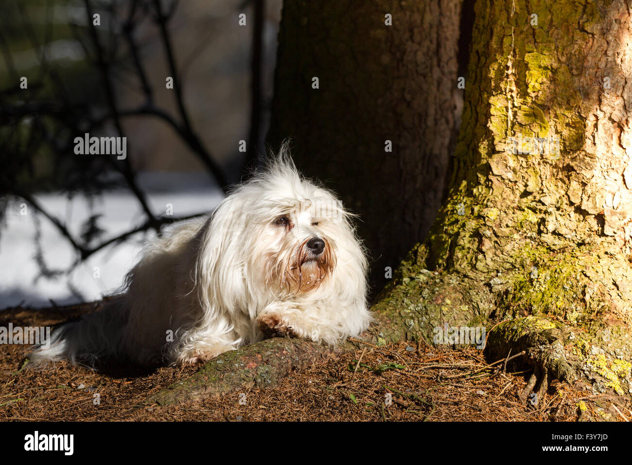 sunbathing Stock Photo