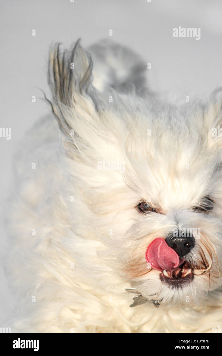 Dogs tongue Stock Photo
