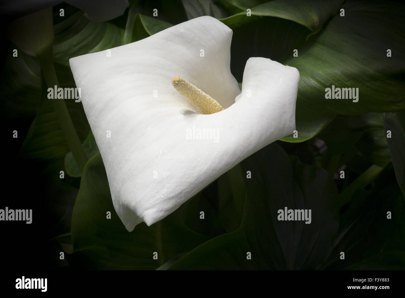 White Calla Lily Stock Photo Alamy
