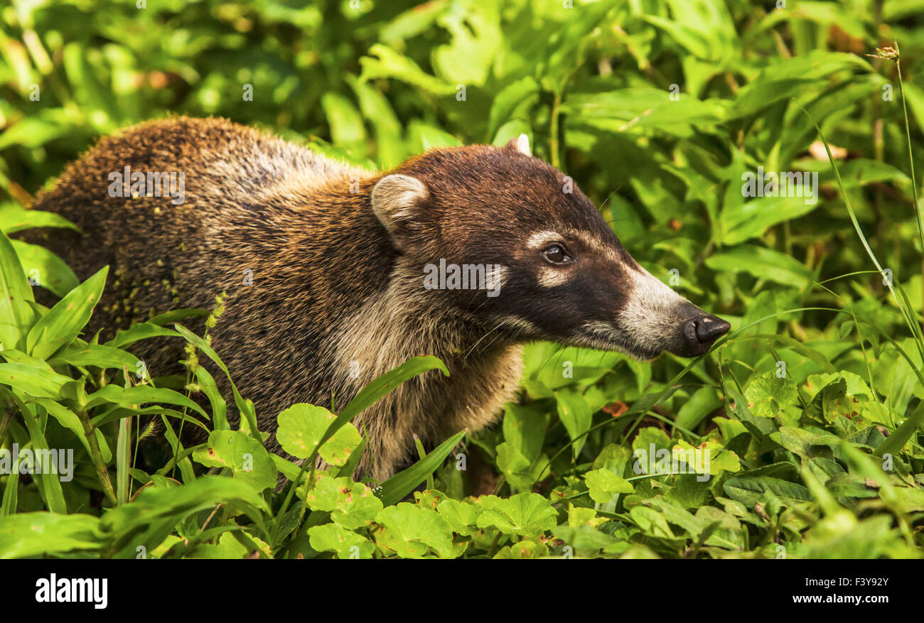 White Elephant trunk coati in the wild Stock Photo
