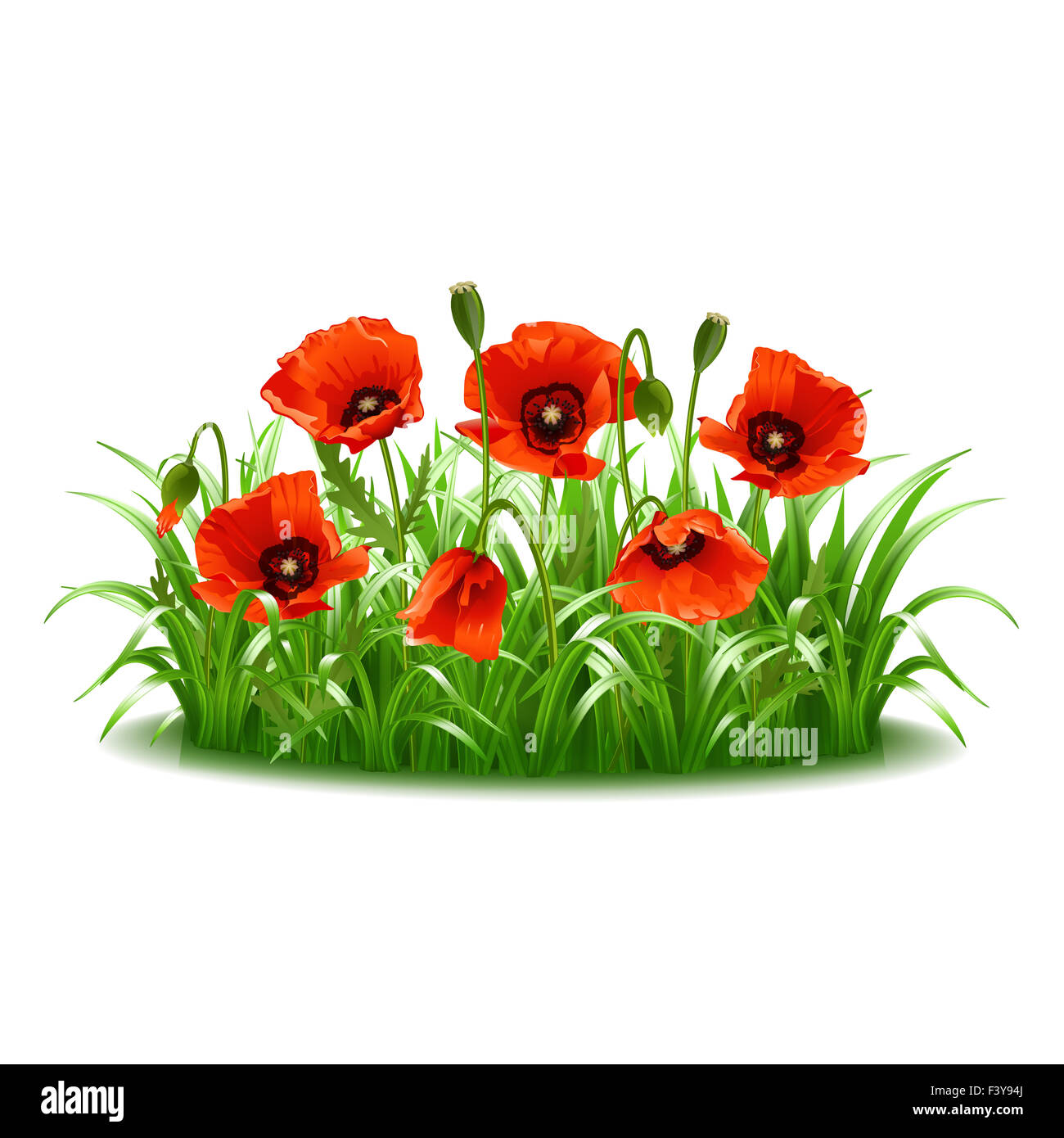 Wild flowers poppies floral Cut Out Stock Images & Pictures - Alamy