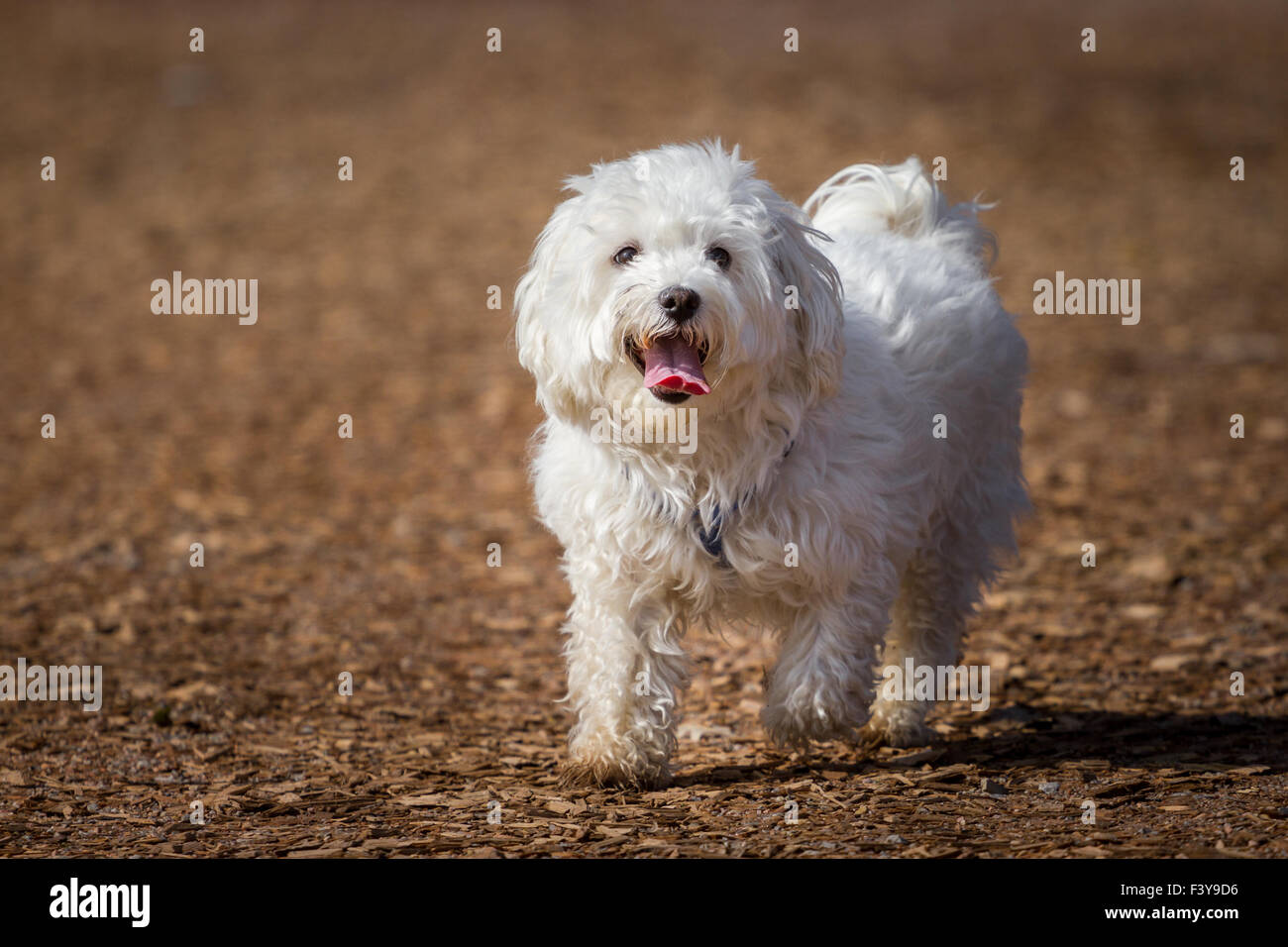 Maltese Stock Photo