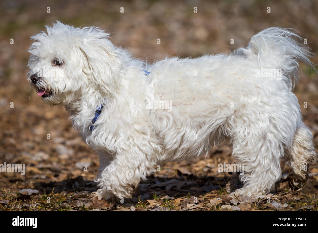 Havanese / Mix Stock Photo - Alamy