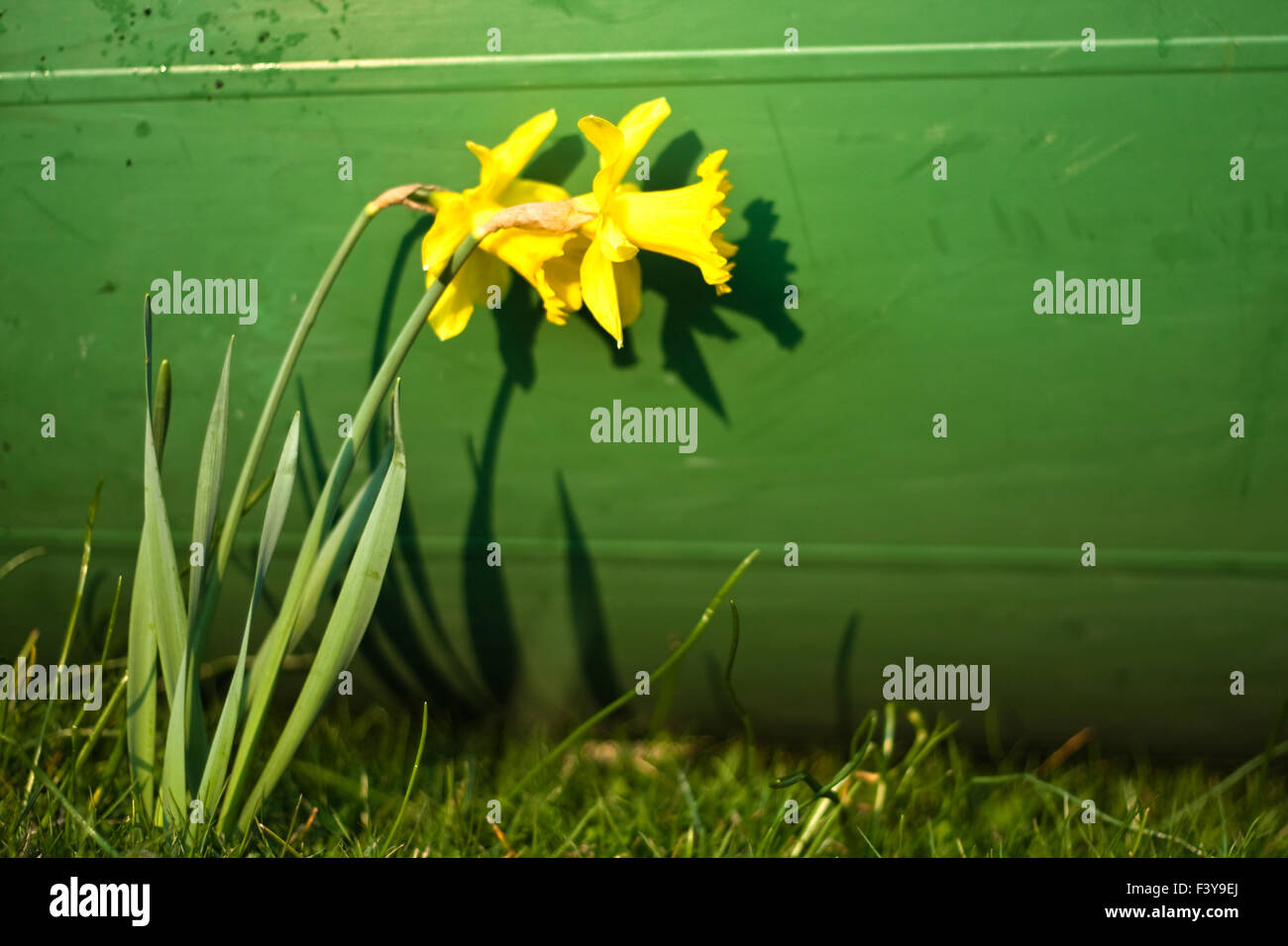 Narcissus pseudonarcissus Stock Photo