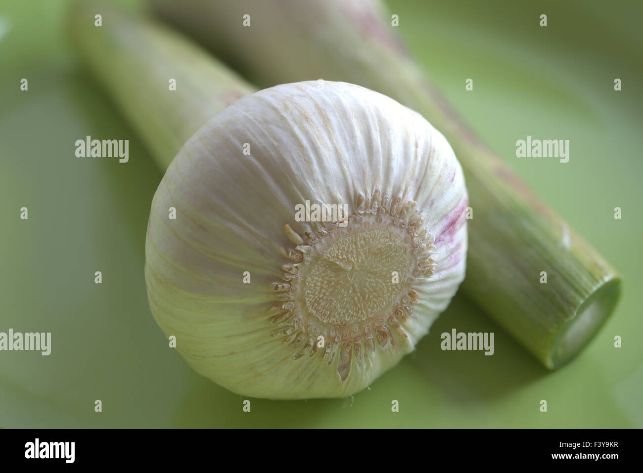 Fresh garlic Stock Photo