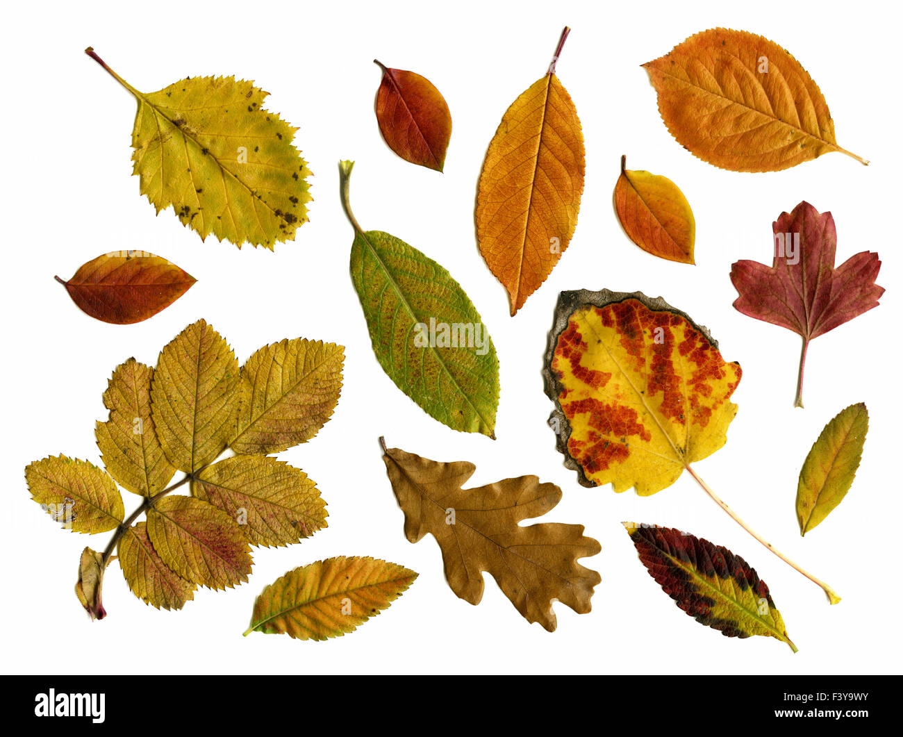 Set of autumn leaves isolated Stock Photo