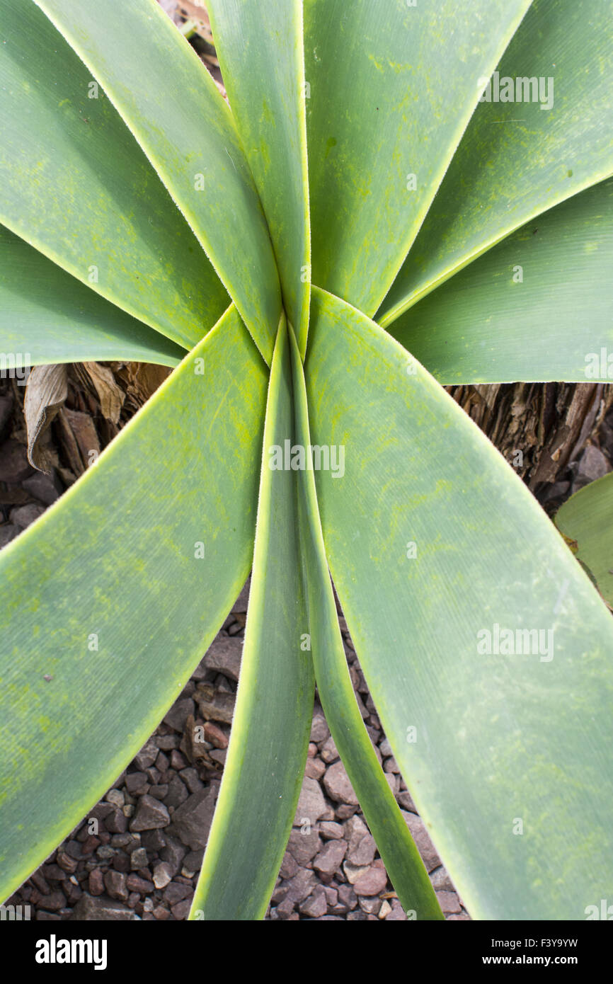 Amaryllis leaves abstract Stock Photo