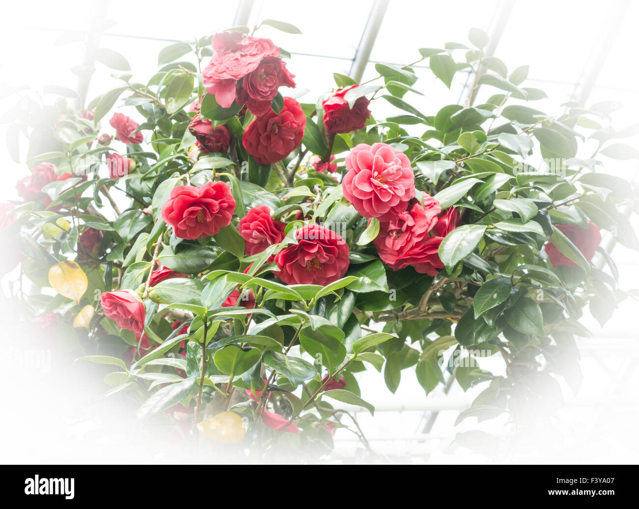 Red Camellias white vignette Stock Photo