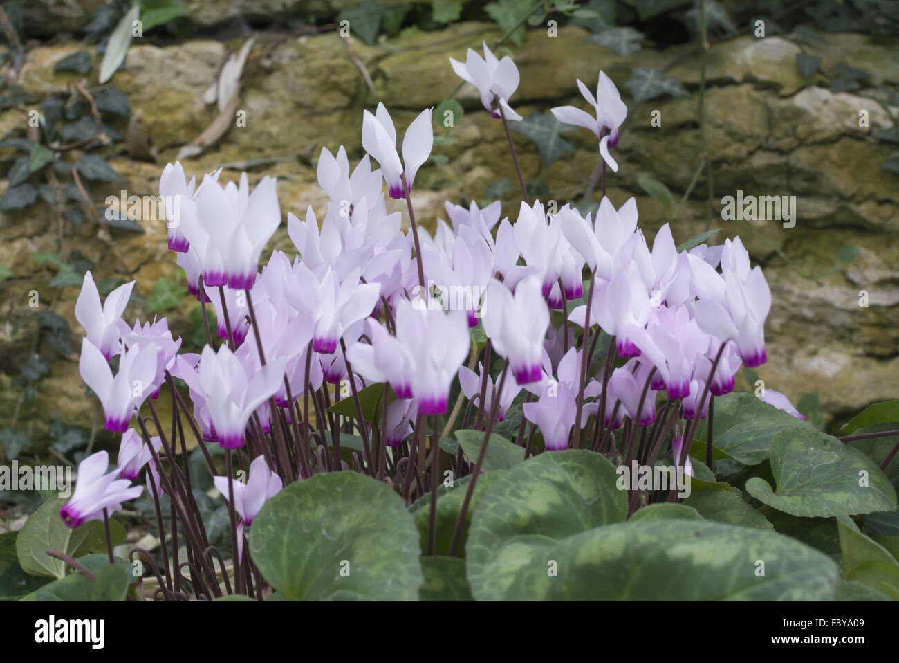 Pink and white cyclamen Stock Photo
