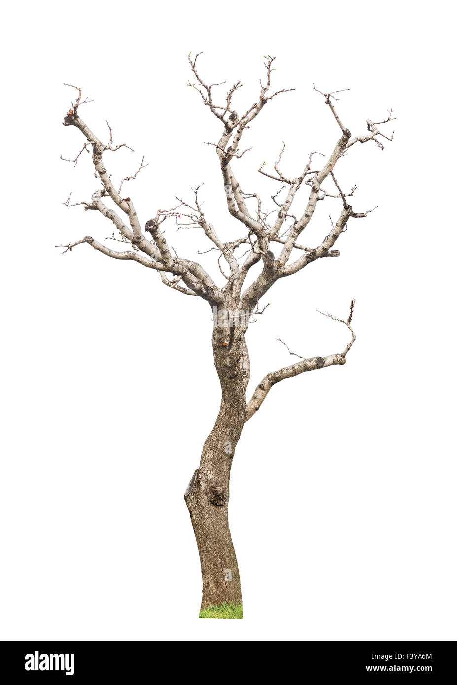 Old pruned tree Stock Photo Alamy