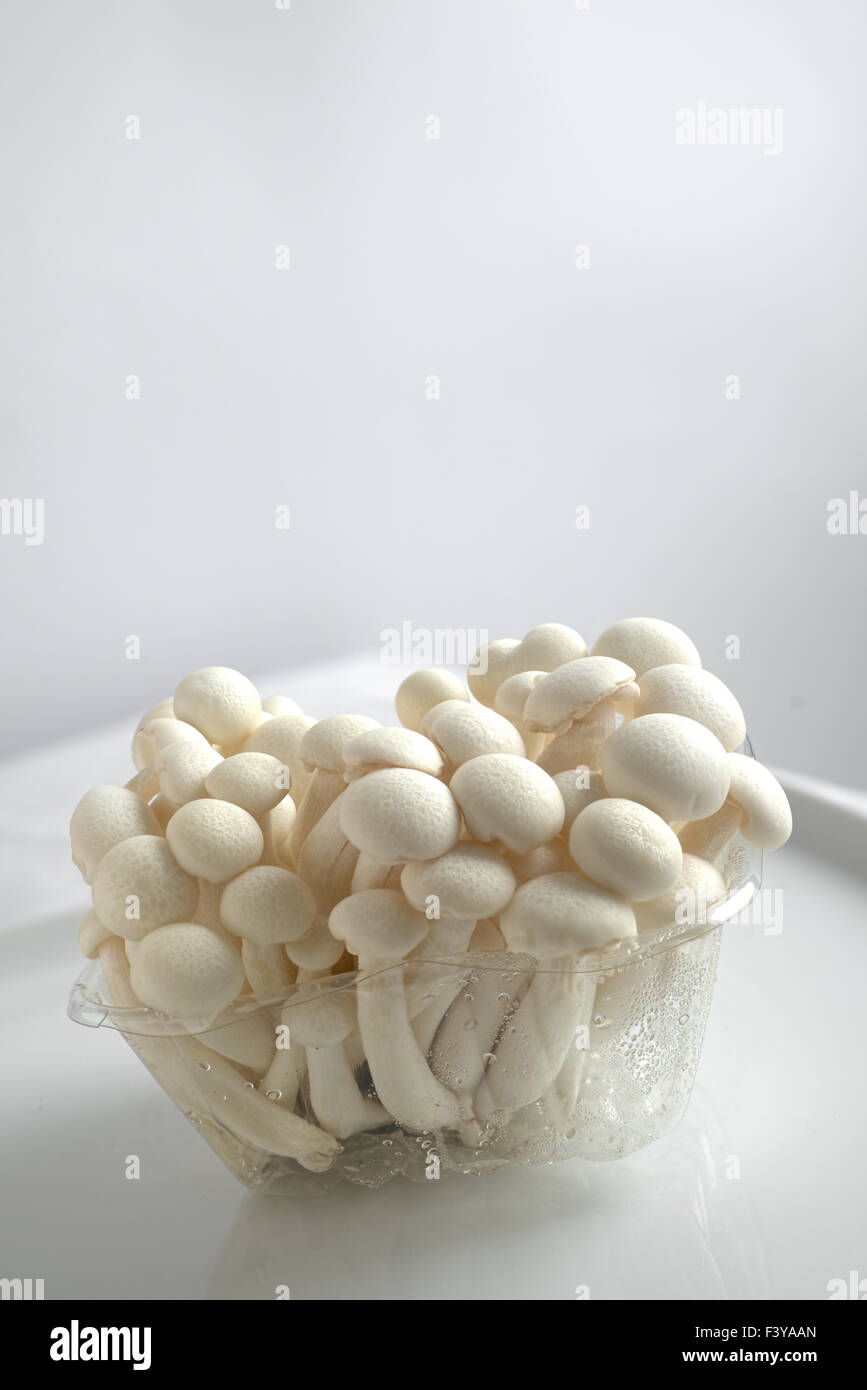 White shimeji mushrooms Stock Photo Alamy