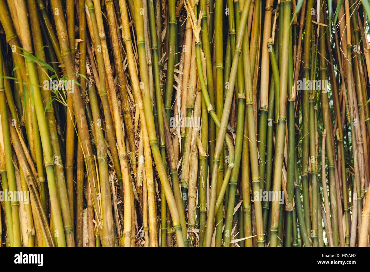 Bamboo forest in botanical garden Stock Photo