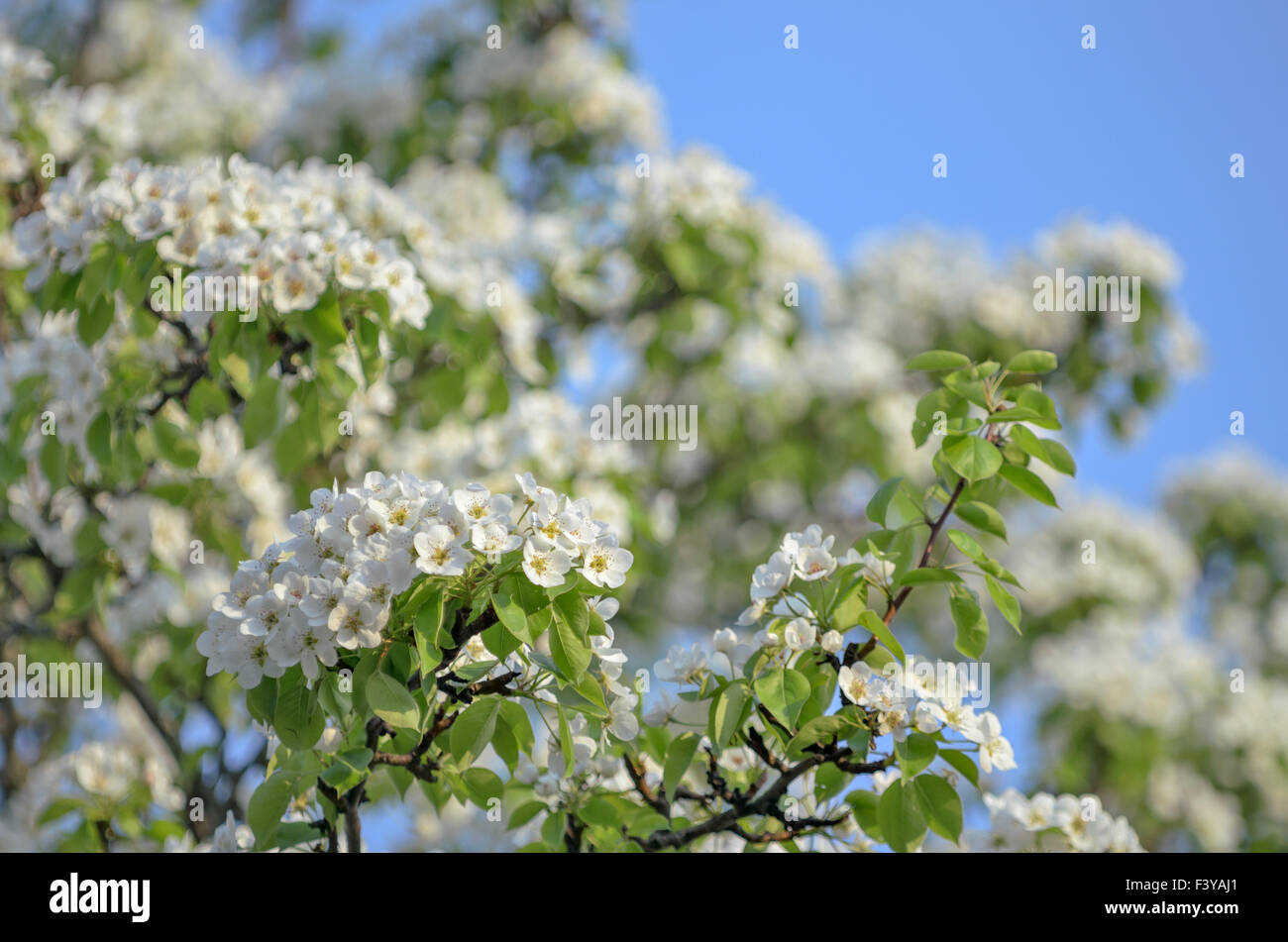 Blossoming apple tree Stock Photo