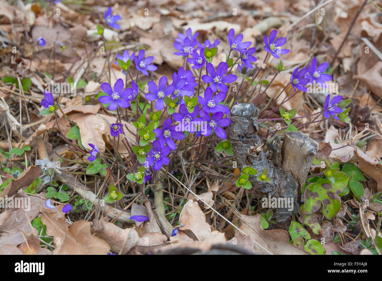 Blue Hepatica in oak and pine forest Stock Photo