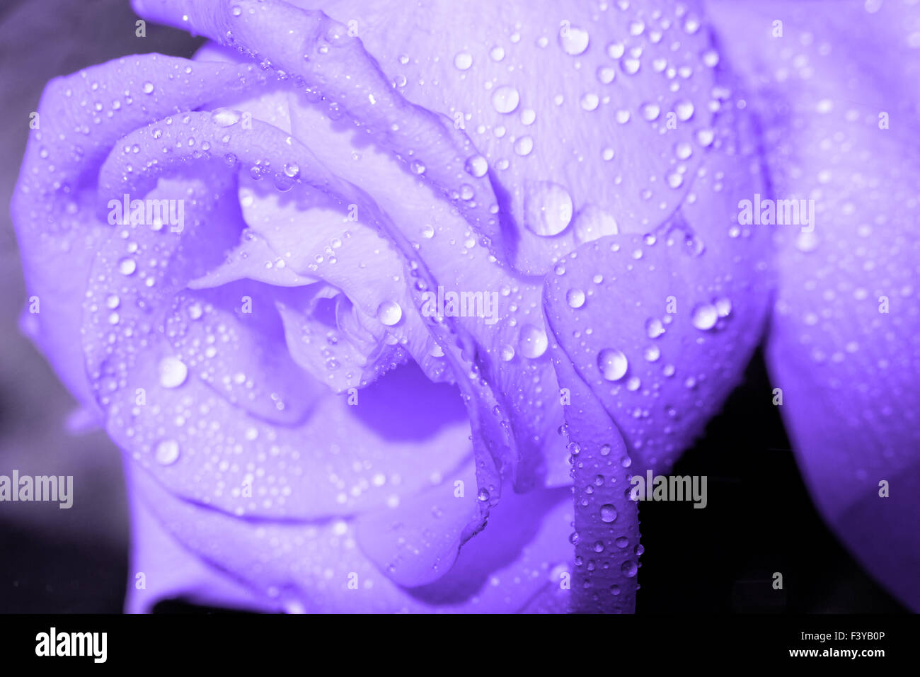 Macro photo of a rose with water droplets Stock Photo - Alamy