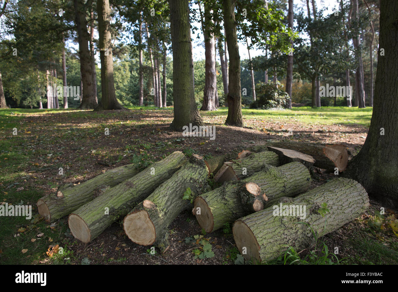 Freshly cut tree stumps lying on the ground Stock Photo