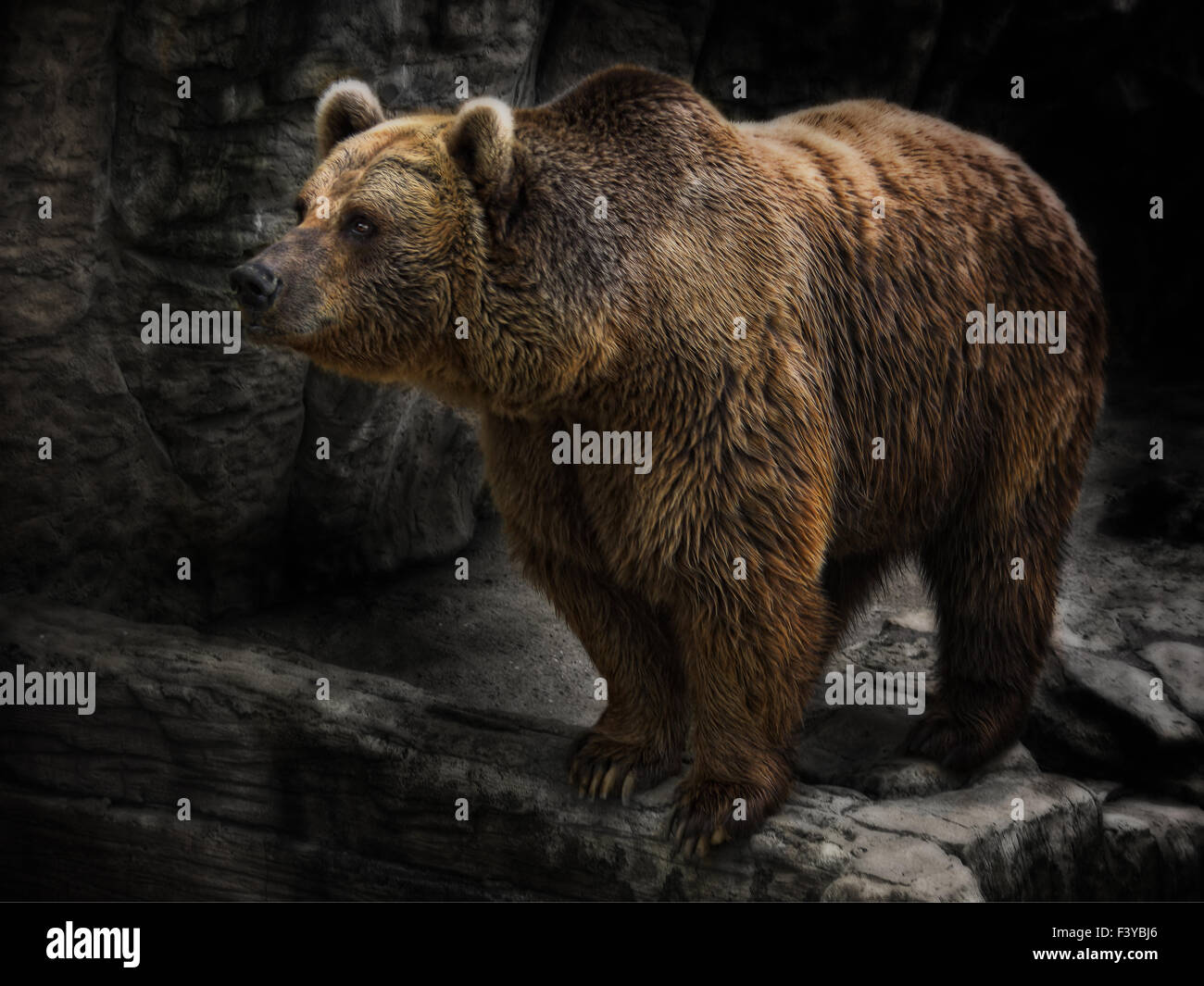 the bear Stock Photo