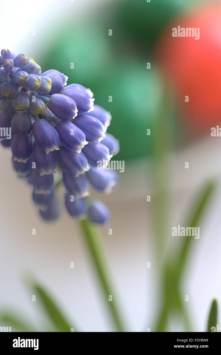 Flowering muscari and easter eggs Stock Photo
