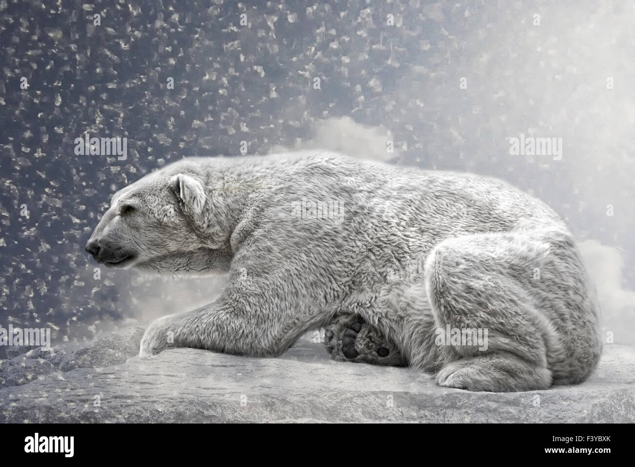 the polar bear Stock Photo