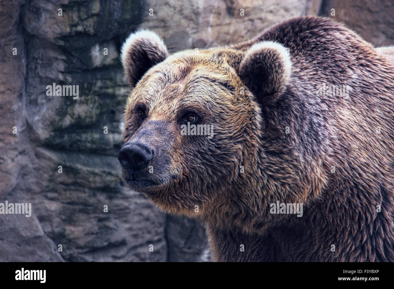 the bear II Stock Photo