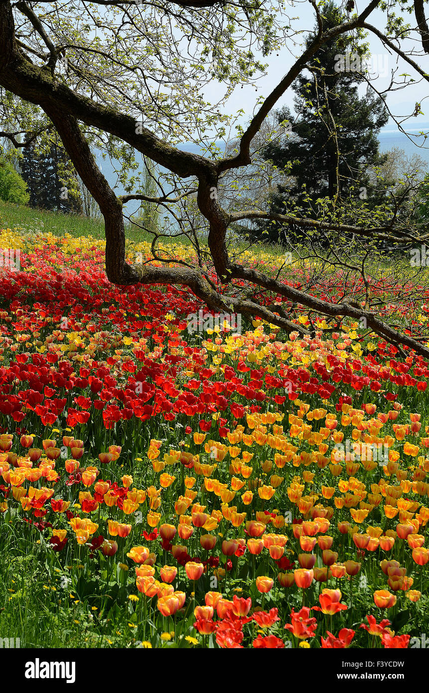 Tulps on the Mainau at Lake Constance Stock Photo