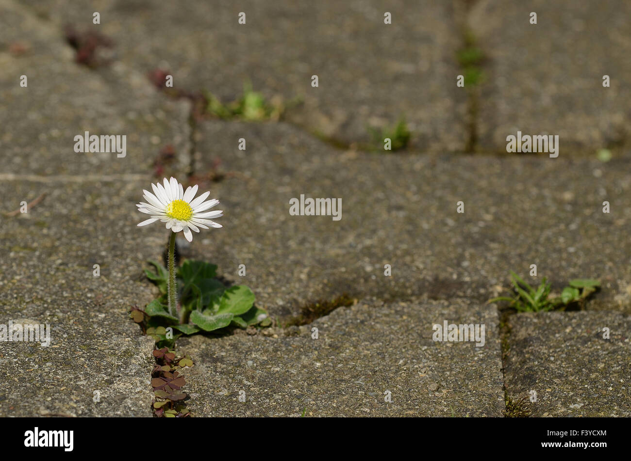 daisy, flower, blossom Stock Photo