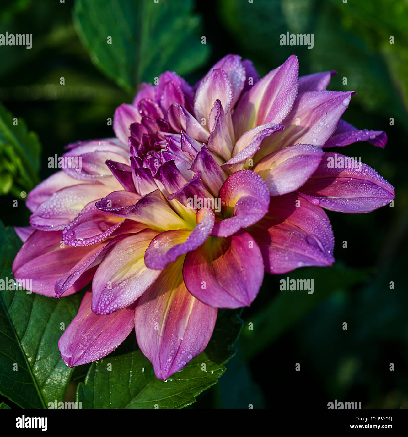 Dahlia Lila High Resolution Stock Photography and Images - Alamy