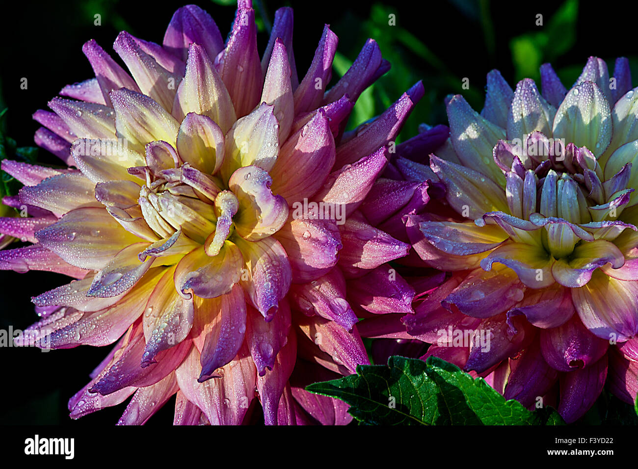 Dahlia blume hi-res stock photography and images - Alamy