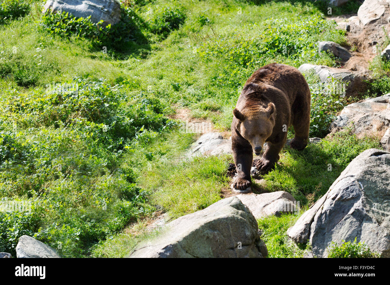 Brown bear is posing on the rock Stock Photo