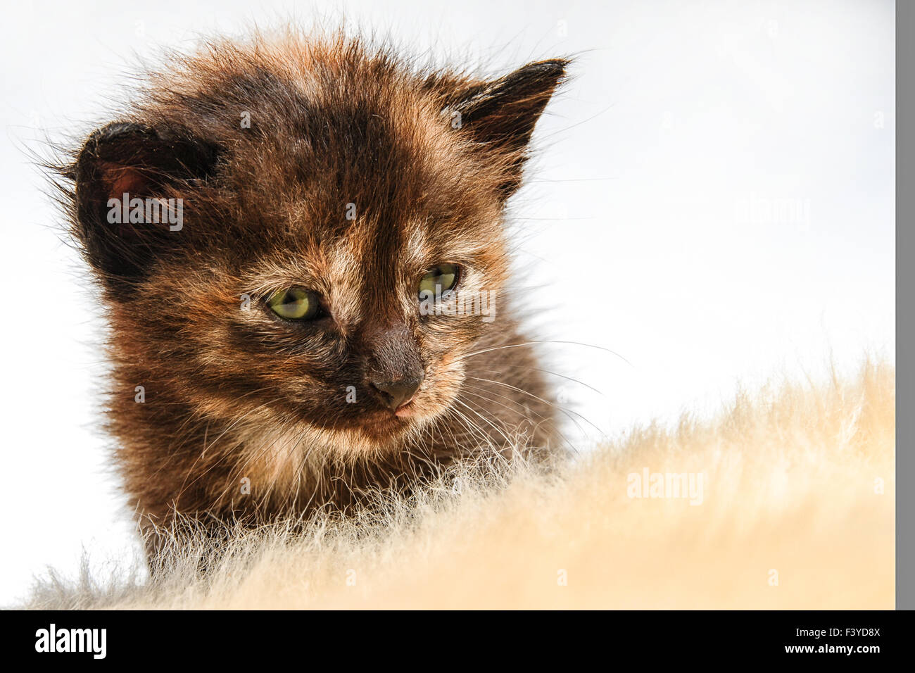 offspring cat Stock Photo