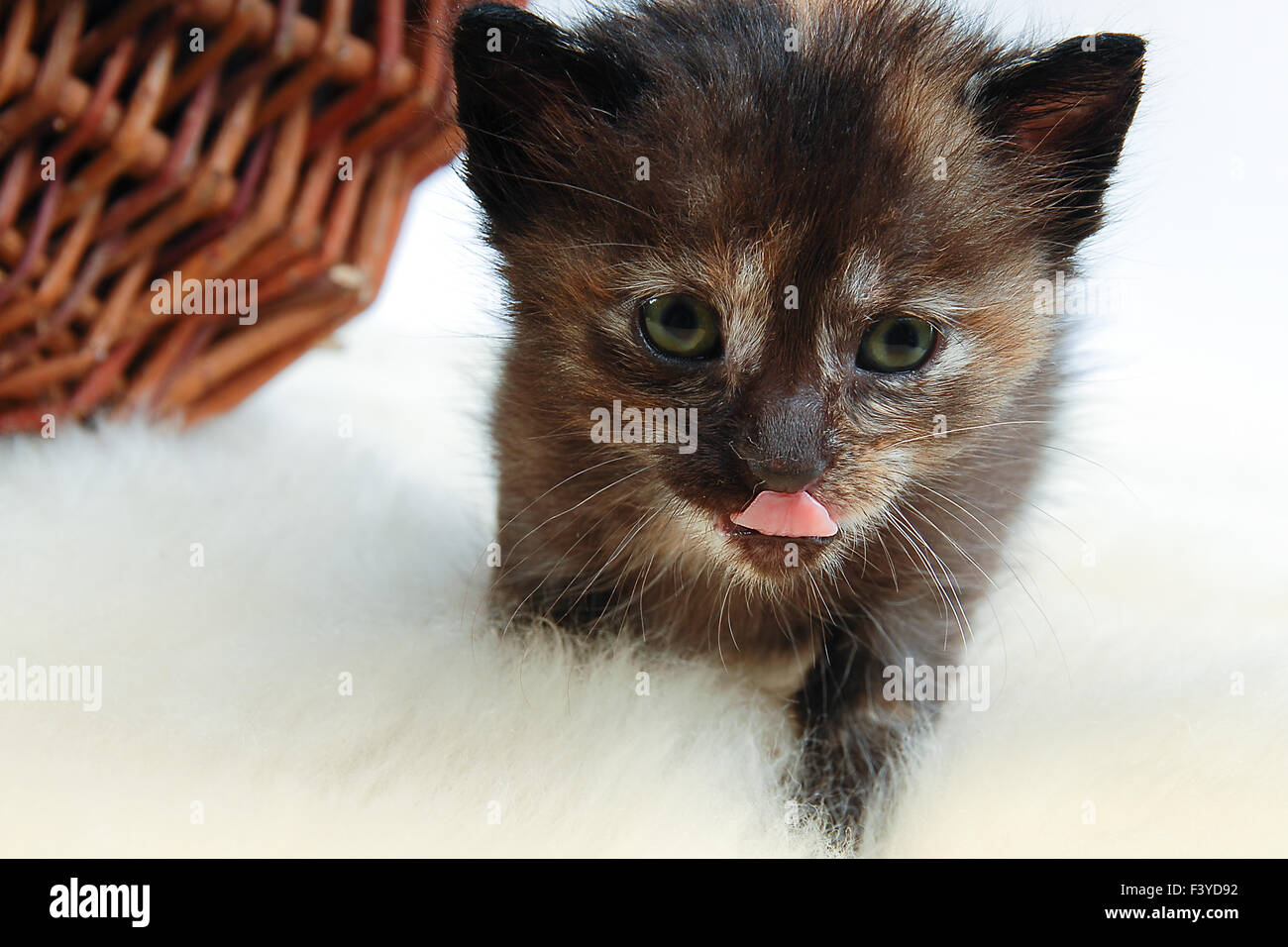 offspring cat Stock Photo