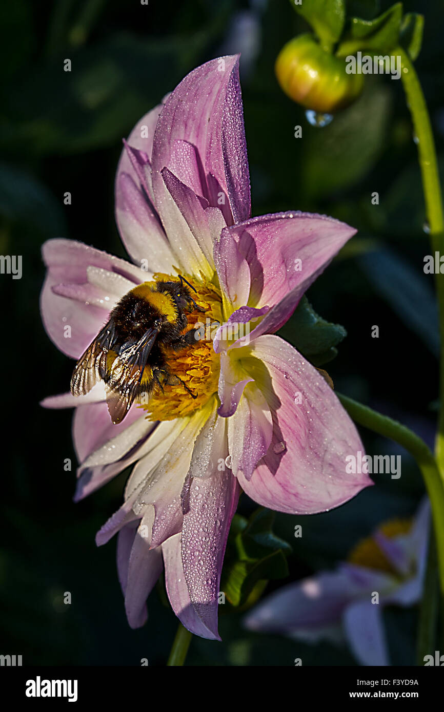bumblebee Stock Photo