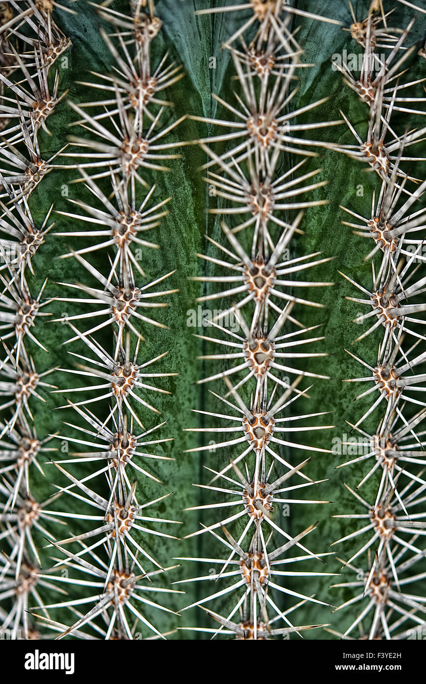 cactus Stock Photo