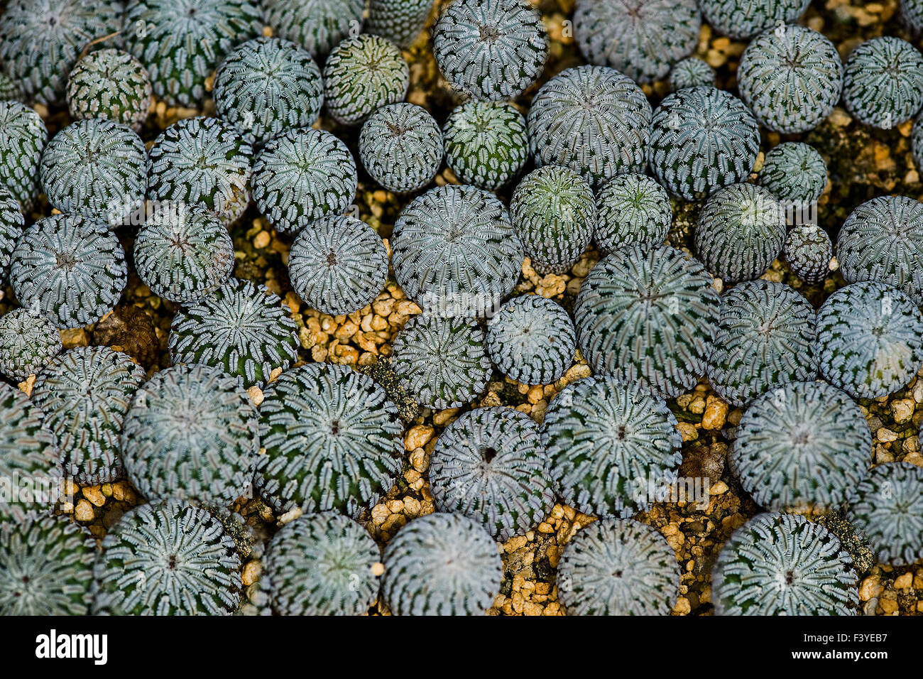 cactuses Stock Photo