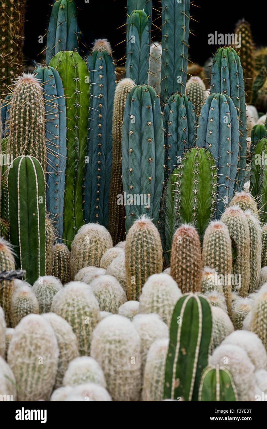 cactuses Stock Photo