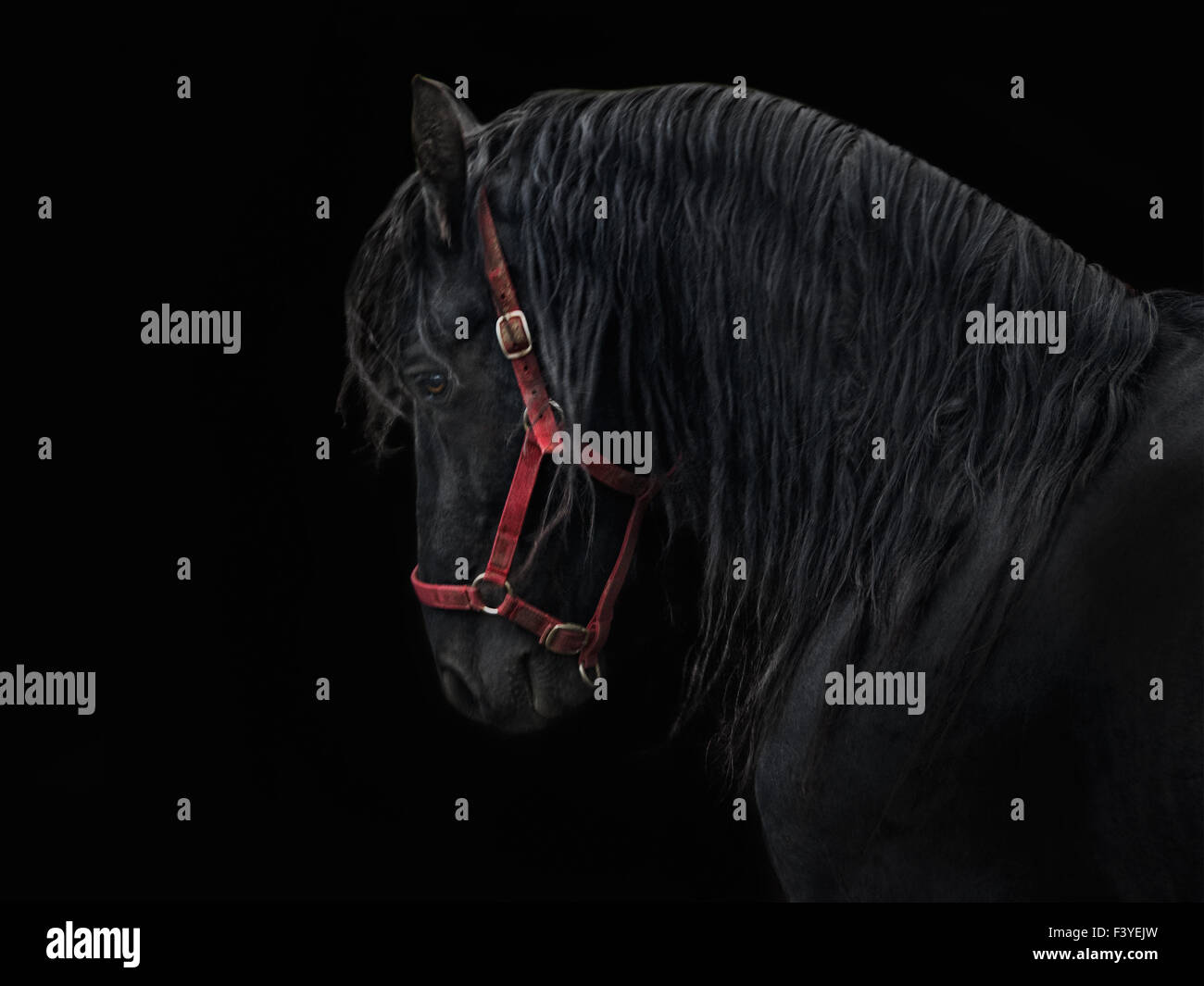 frisian stallion Stock Photo