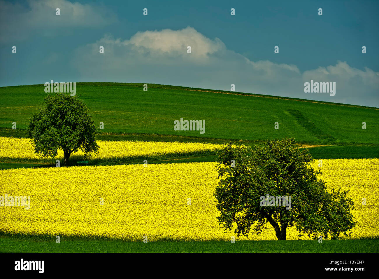 field of rape Stock Photo - Alamy