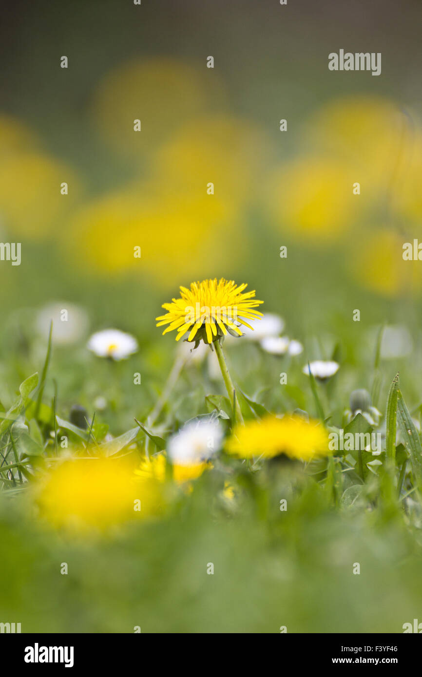 Dandelion like daisy hi-res stock photography and images - Alamy