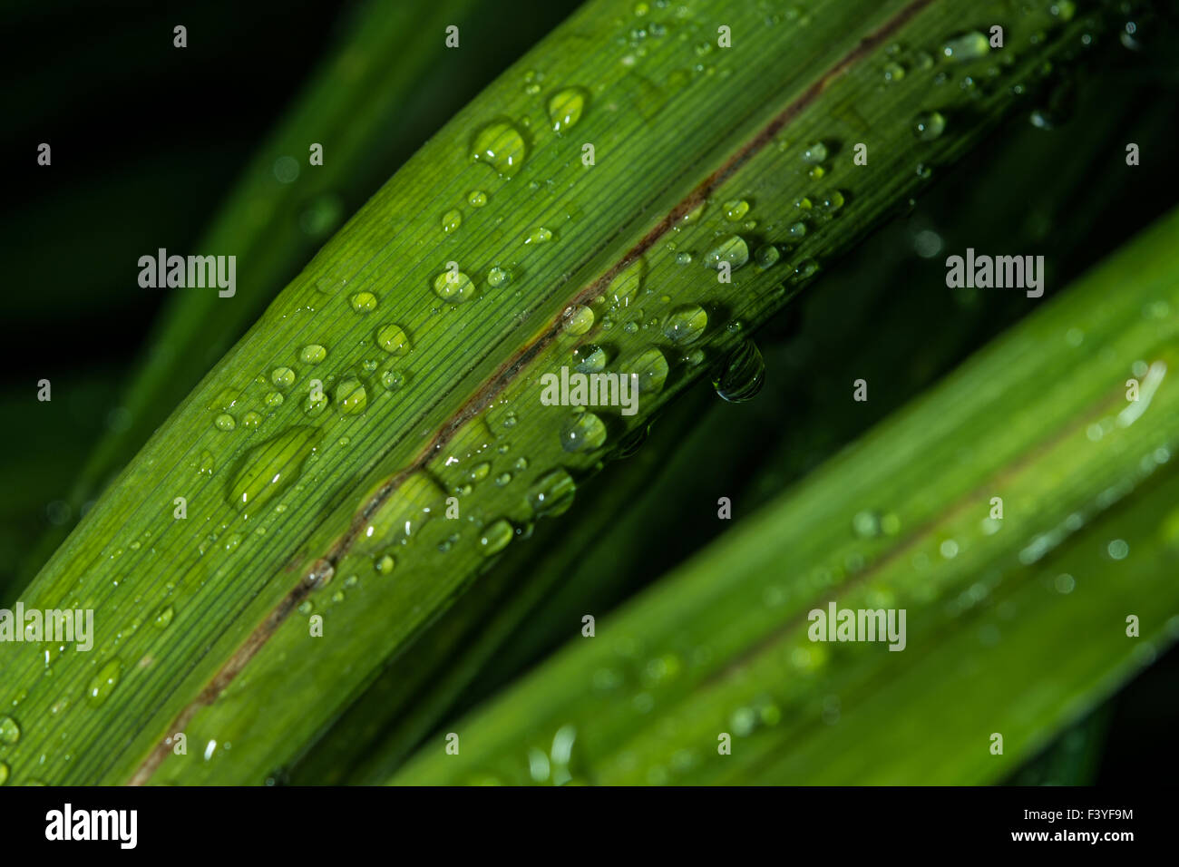 grassy with dew drop Stock Photo
