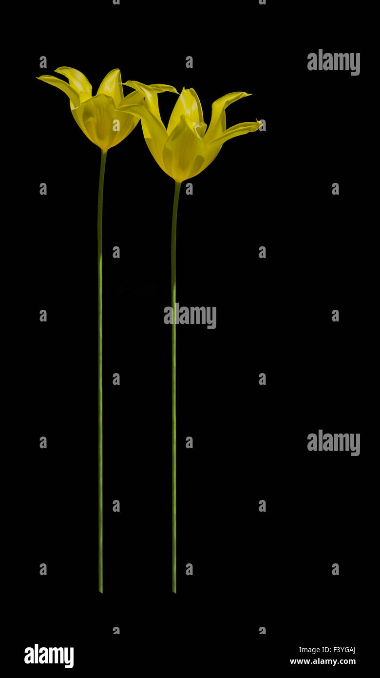 Two tall yellow tulips isolated on black Stock Photo