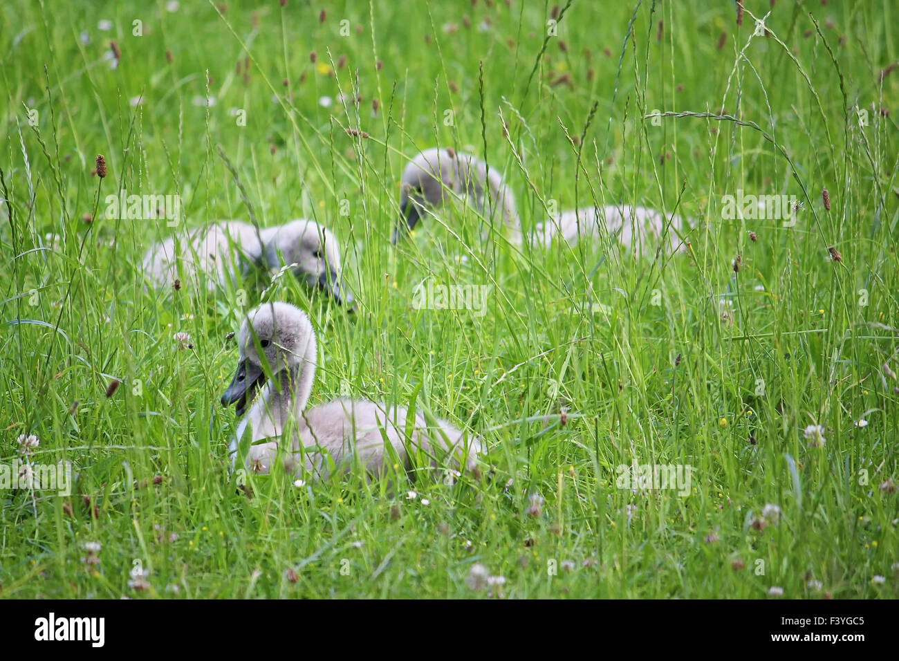 young cygnets Stock Photo