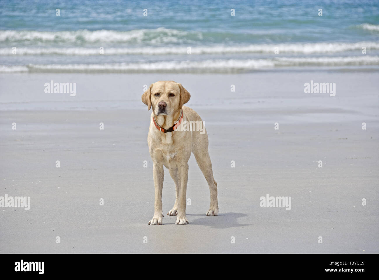 Labrador on the beach Stock Photo