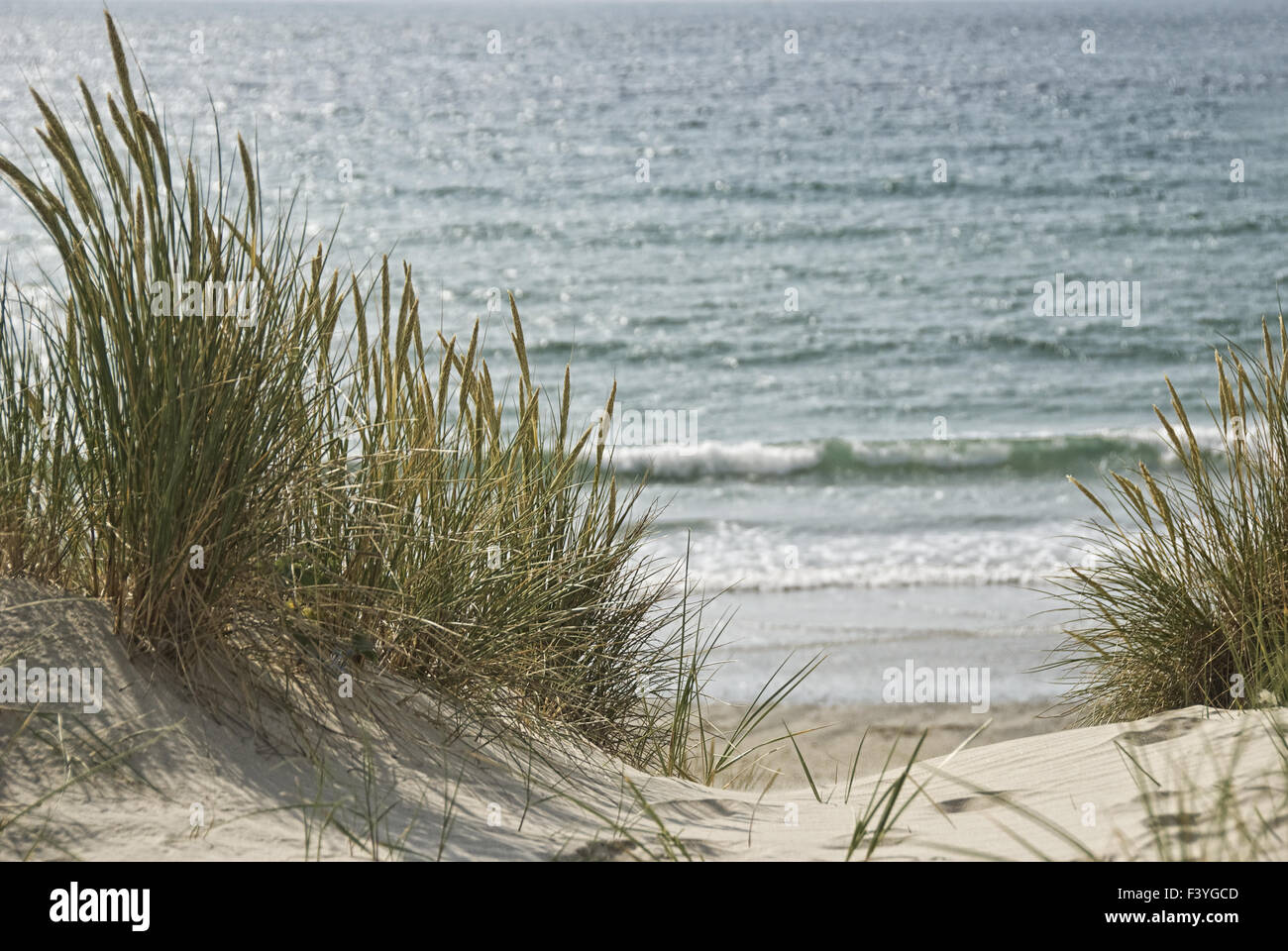 whispering dunes Stock Photo