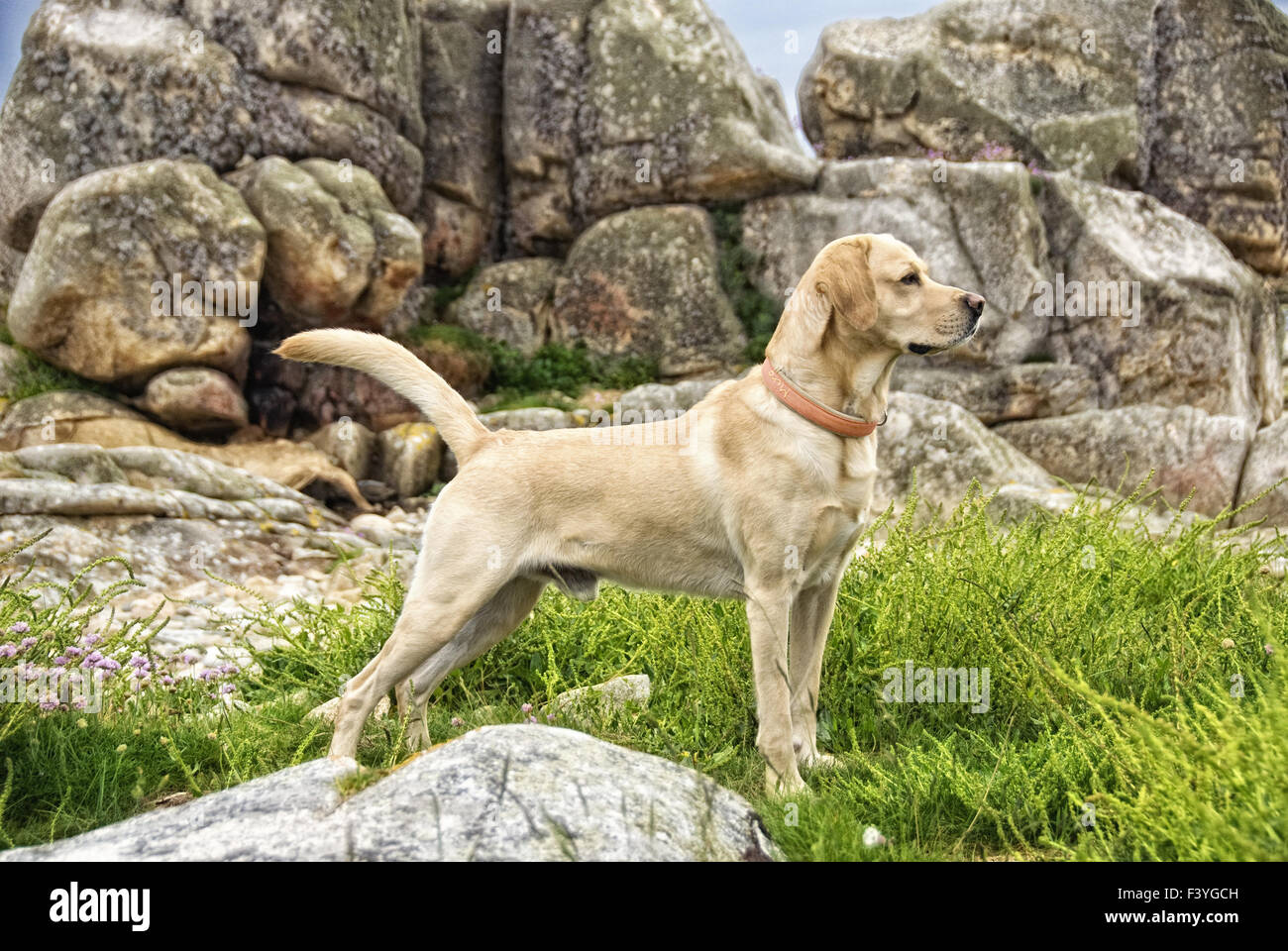 Labrador and the rocks Stock Photo - Alamy