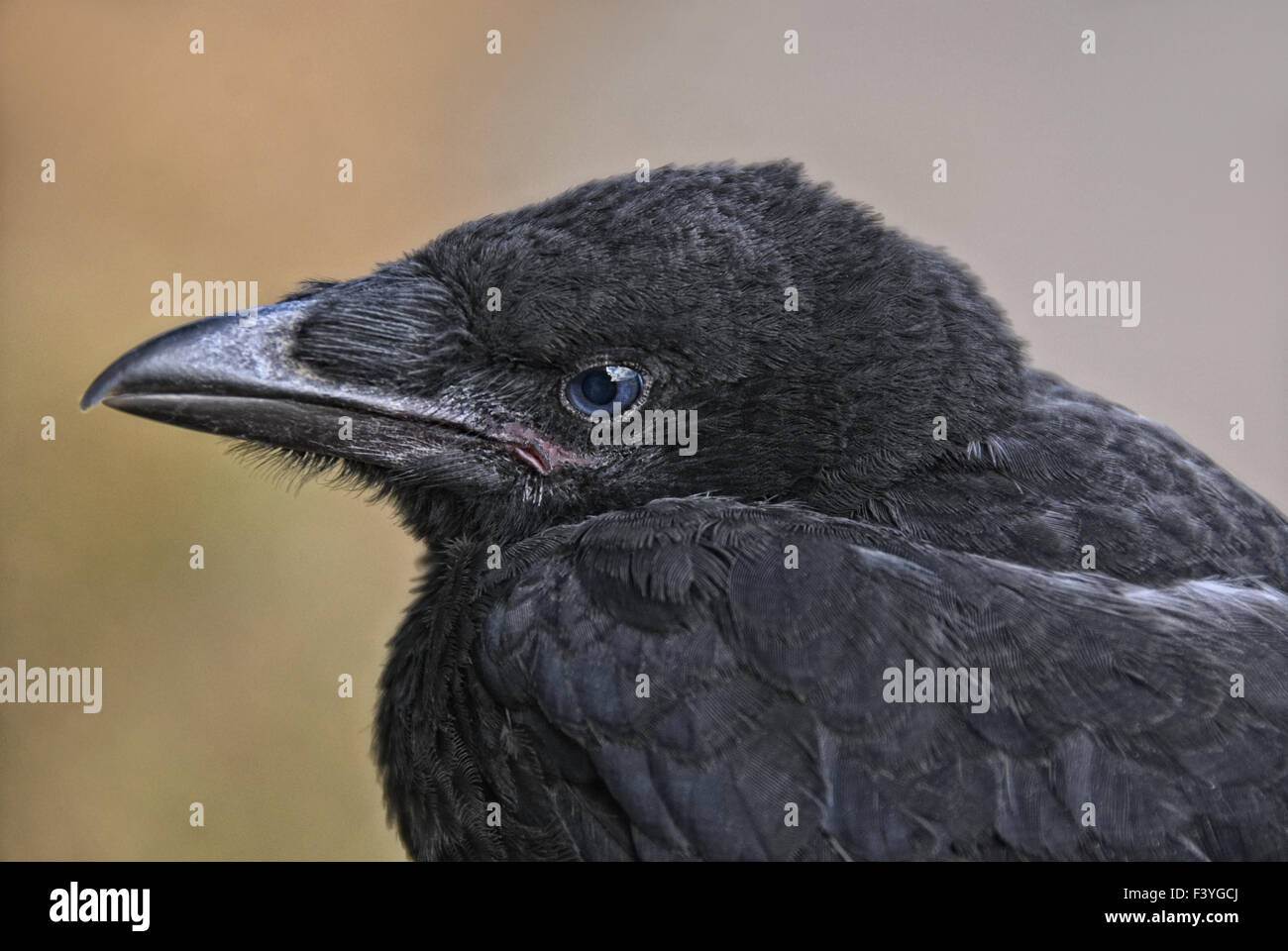 young crow Stock Photo