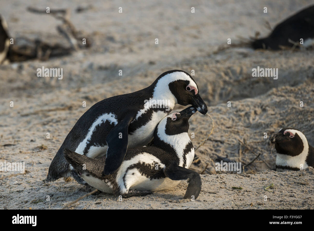 Jackass Penguin, (Spheniscus demersus) Stock Photo