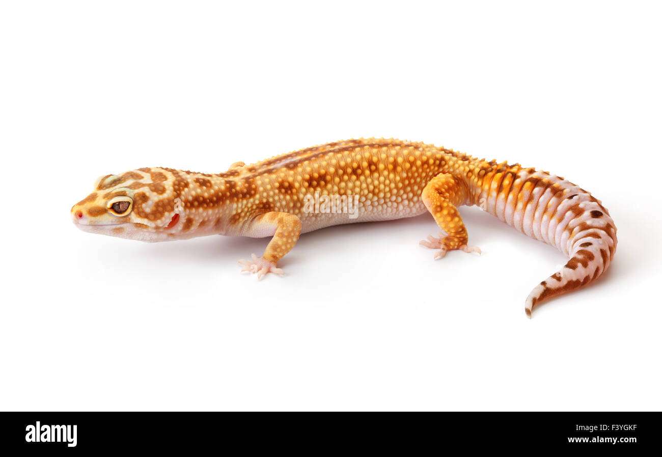 Orange Gecko Hi-Res Stock Photography And Images - Alamy