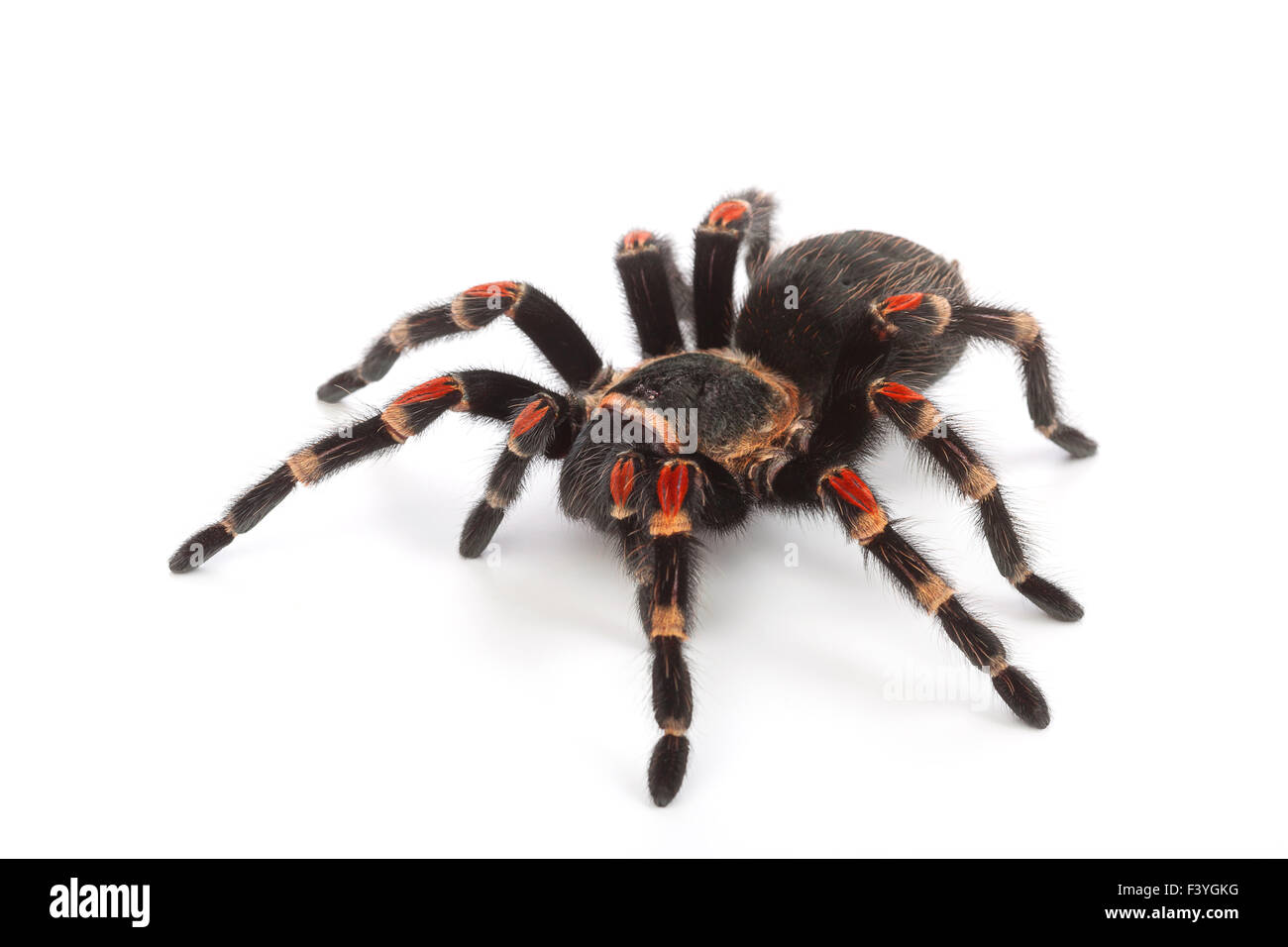 Spider on white background Stock Photo - Alamy