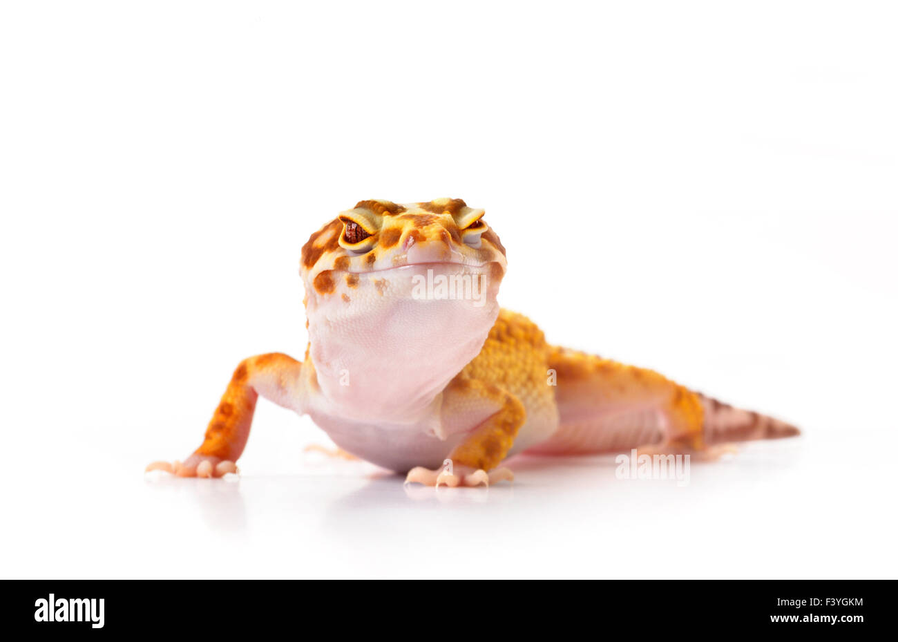 Gecko on white background Stock Photo